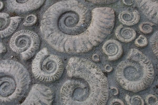 Lyme Regis fossils