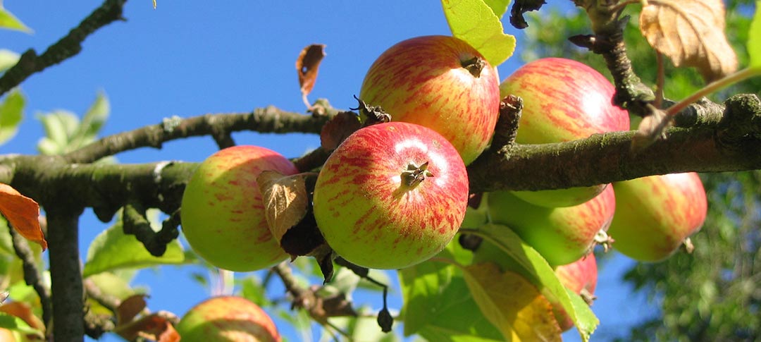 apple trees in Taunton