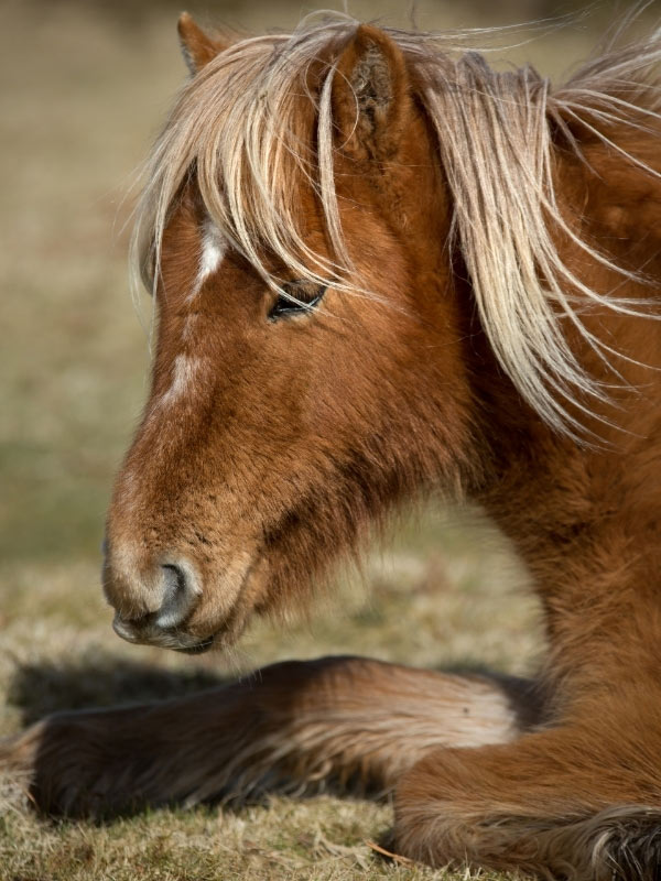 Pony on Bodmin Moor