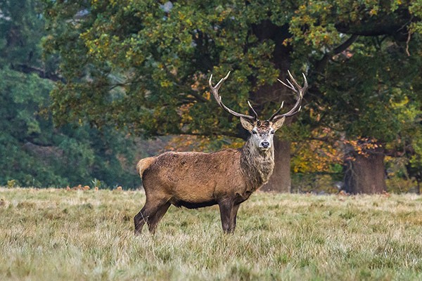 Stag in Windsor Great Park in Surrey